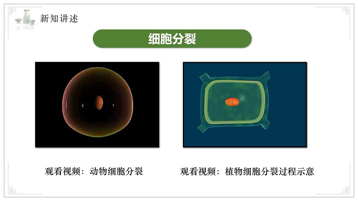 济南版生物（2024）七年级上册 1.2.2 细胞通过分裂和分化形成不同组织 课件 (2)第6页