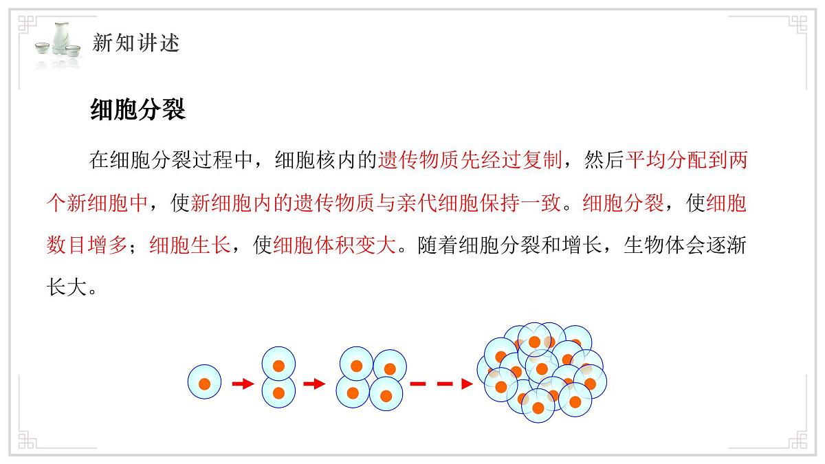 济南版生物（2024）七年级上册 1.2.2 细胞通过分裂和分化形成不同组织 课件 (2)第7页