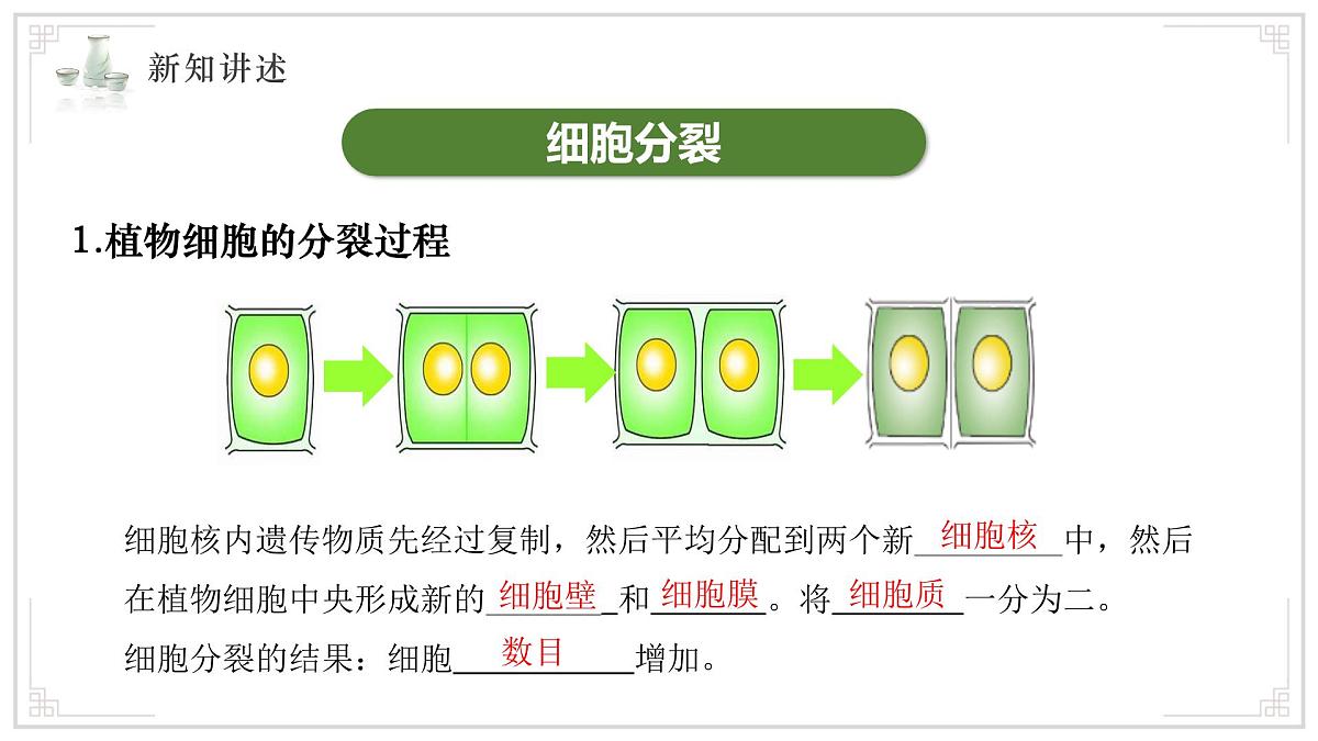 济南版生物（2024）七年级上册 1.2.2 细胞通过分裂和分化形成不同组织 课件 (2)第8页