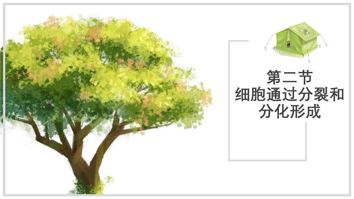济南版生物（2024）七年级上册 1.2.2 细胞通过分裂和分化形成不同组织 课件第1页