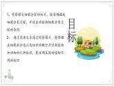 濟(jì)南版生物（2024）七年級(jí)上冊(cè) 1.2.2 細(xì)胞通過分裂和分化形成不同組織 課件