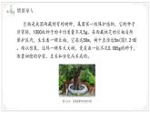 濟(jì)南版生物（2024）七年級(jí)上冊(cè) 1.2.2 細(xì)胞通過分裂和分化形成不同組織 課件