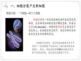 濟(jì)南版生物（2024）七年級(jí)上冊(cè) 1.2.2 細(xì)胞通過分裂和分化形成不同組織 課件