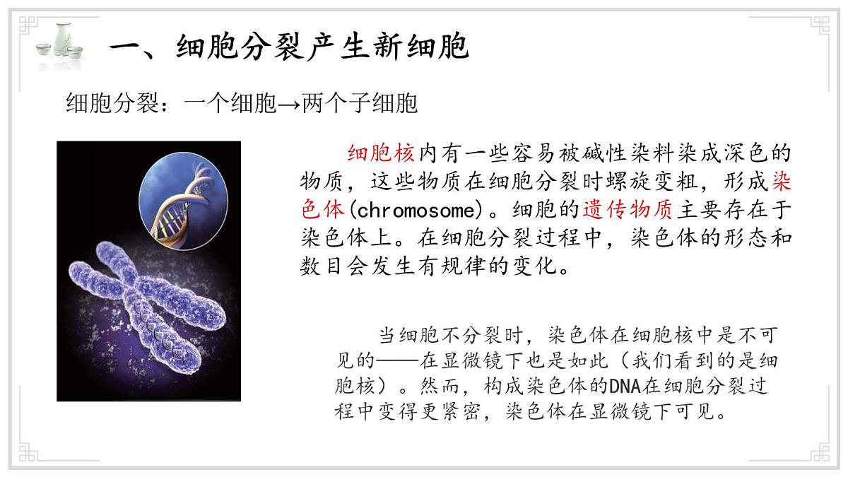 济南版生物（2024）七年级上册 1.2.2 细胞通过分裂和分化形成不同组织 课件第4页