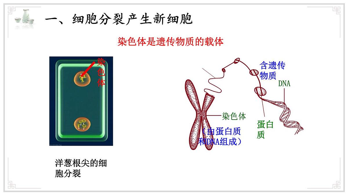 济南版生物（2024）七年级上册 1.2.2 细胞通过分裂和分化形成不同组织 课件第5页