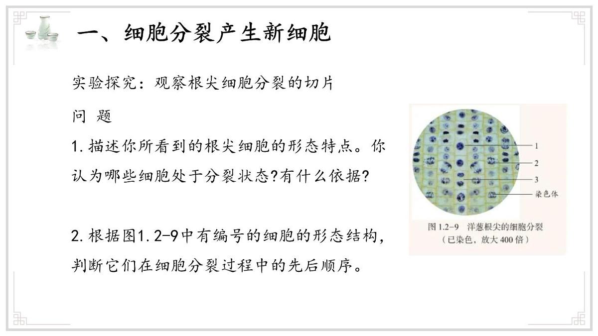 济南版生物（2024）七年级上册 1.2.2 细胞通过分裂和分化形成不同组织 课件第8页
