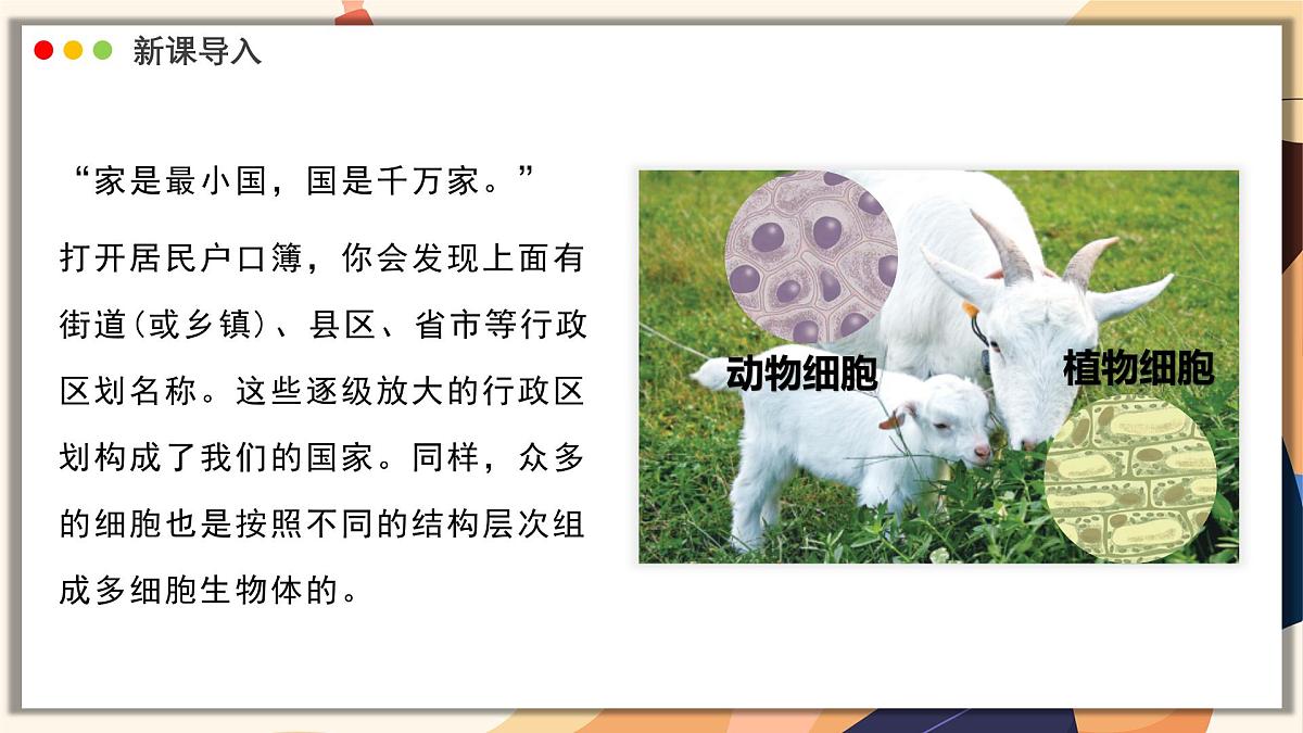 济南版生物（2024）七年级上册 1.2.3 生物体在结构和功能上是一个统一整体 课件第3页