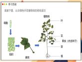 濟南版生物（2024）七年級上冊 1.2.3 生物體在結(jié)構(gòu)和功能上是一個統(tǒng)一整體 課件