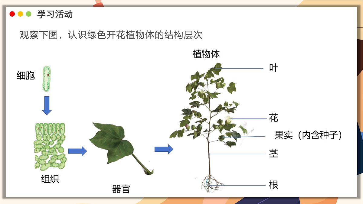 济南版生物（2024）七年级上册 1.2.3 生物体在结构和功能上是一个统一整体 课件第5页