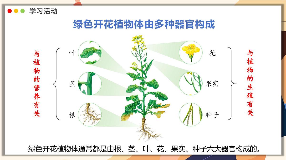 济南版生物（2024）七年级上册 1.2.3 生物体在结构和功能上是一个统一整体 课件第8页