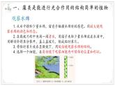 濟(jì)南版生物（2024）七年級(jí)上冊 2.1.1 孢子植物主要有藻類、苔蘚和蕨類植物  課件
