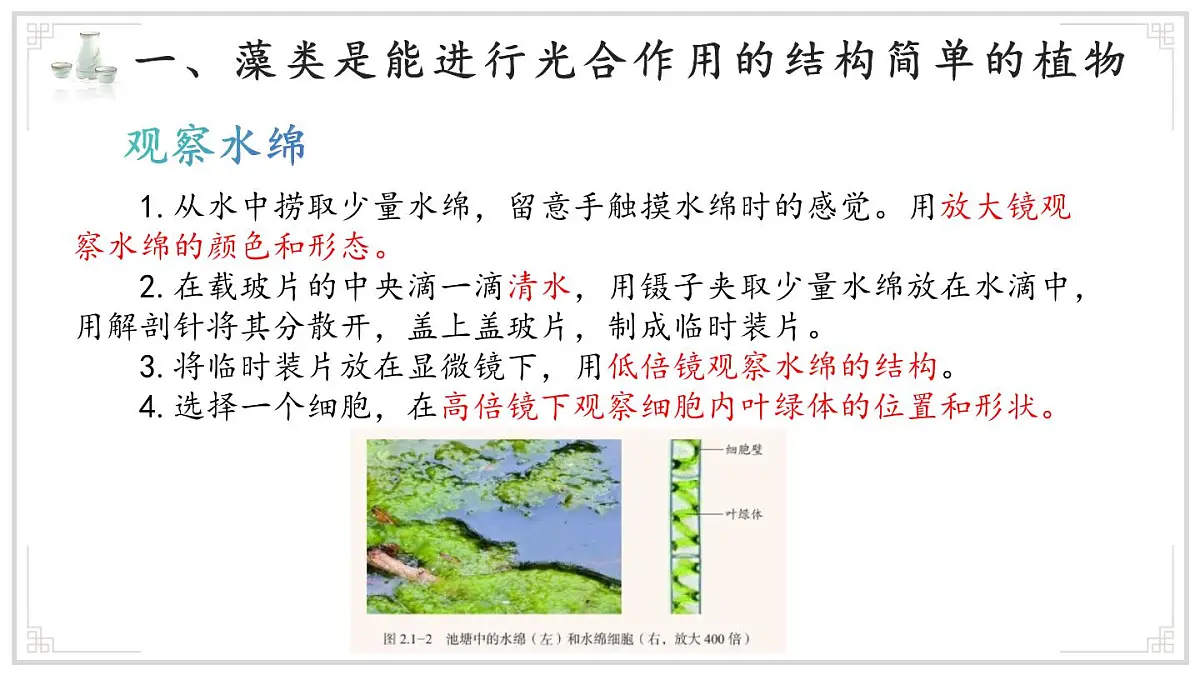 济南版生物（2024）七年级上册 2.1.1 孢子植物主要有藻类、苔藓和蕨类植物 课件第4页