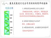 濟(jì)南版生物（2024）七年級(jí)上冊 2.1.1 孢子植物主要有藻類、苔蘚和蕨類植物  課件