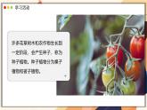 濟(jì)南版生物（2024）七年級(jí)上冊 2.1.2 種子植物可分為裸子植物和被子植物  課件