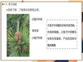 濟(jì)南版生物（2024）七年級(jí)上冊 2.1.2 種子植物可分為裸子植物和被子植物  課件