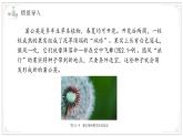 濟(jì)南版生物（2024）七年級(jí)上冊 2.1.2 種子植物可分為裸子植物和被子植物 課件