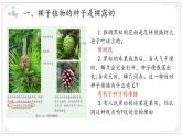 濟(jì)南版生物（2024）七年級(jí)上冊 2.1.2 種子植物可分為裸子植物和被子植物 課件