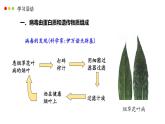 濟南版生物（2024）七年級上冊 2.3.1 病毒是沒有細胞結(jié)構(gòu)的生物-課件