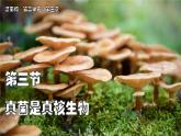 濟南版生物（2024）七年級上冊 2.3.3 真菌是真核生物-課件
