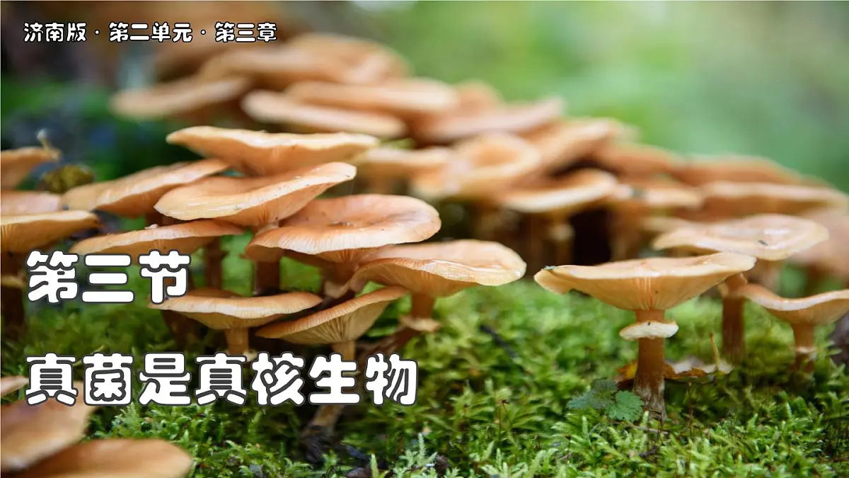济南版生物（2024）七年级上册 2.3.3 真菌是真核生物-课件第1页