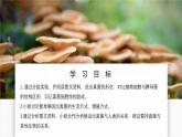 濟南版生物（2024）七年級上冊 2.3.3 真菌是真核生物-課件