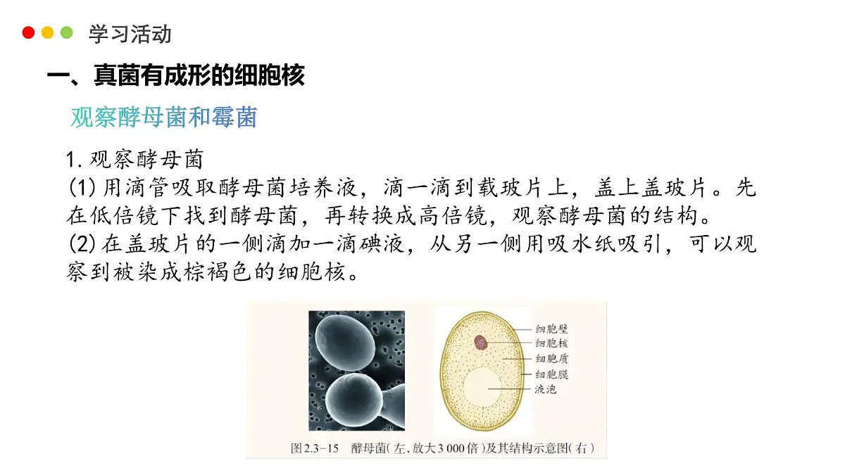 济南版生物（2024）七年级上册 2.3.3 真菌是真核生物-课件第4页