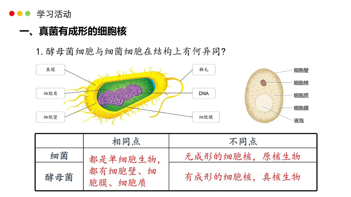 济南版生物（2024）七年级上册 2.3.3 真菌是真核生物-课件第5页