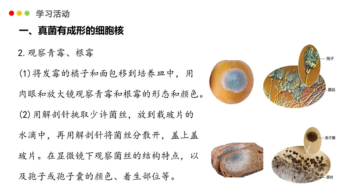 济南版生物（2024）七年级上册 2.3.3 真菌是真核生物-课件第6页