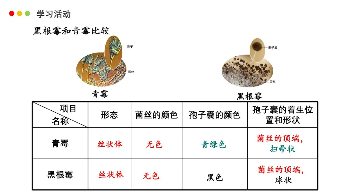 济南版生物（2024）七年级上册 2.3.3 真菌是真核生物-课件第7页