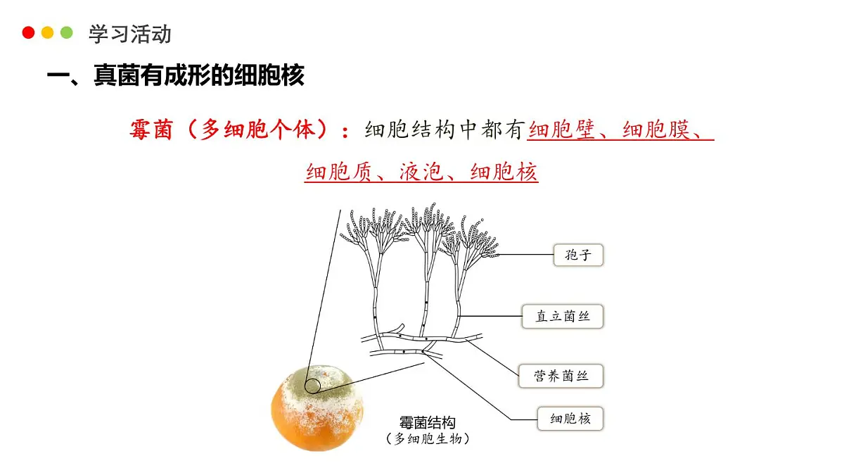 济南版生物（2024）七年级上册 2.3.3 真菌是真核生物-课件第8页