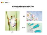 濟(jì)南版生物（2024）七年級上冊 2.4.1 依據(jù)生物的特征進(jìn)行分類-課件