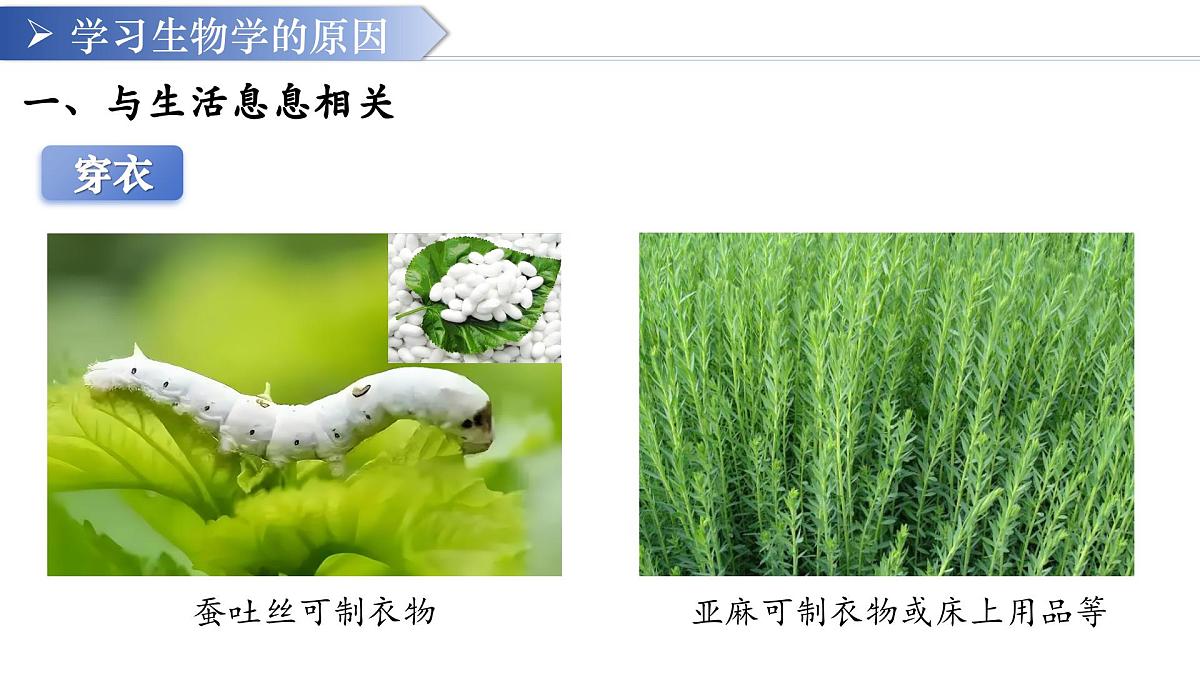 七年级生物秋季开学第一课 课件（人教版2024）第7页