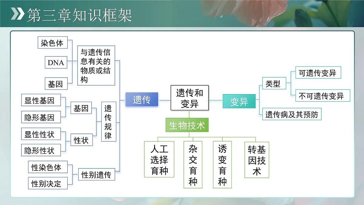 第四单元第三章 遗传信息控制生物性状 章末复习课件 生物济南版（2024）七年级下册第2页