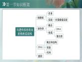 第四單元第三章 遺傳信息控制生物性狀 章末復(fù)習課件 生物濟南版（2024）七年級下冊