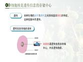 第四單元第三章 遺傳信息控制生物性狀 章末復(fù)習課件 生物濟南版（2024）七年級下冊