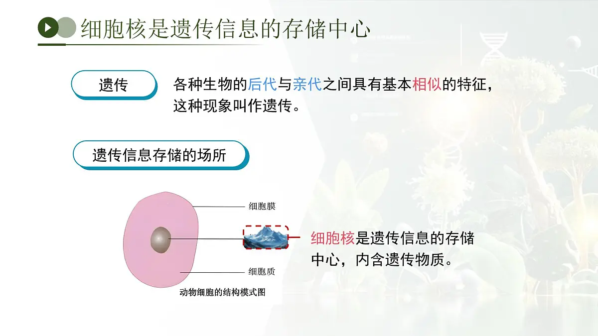 第四单元第三章 遗传信息控制生物性状 章末复习课件 生物济南版（2024）七年级下册第5页