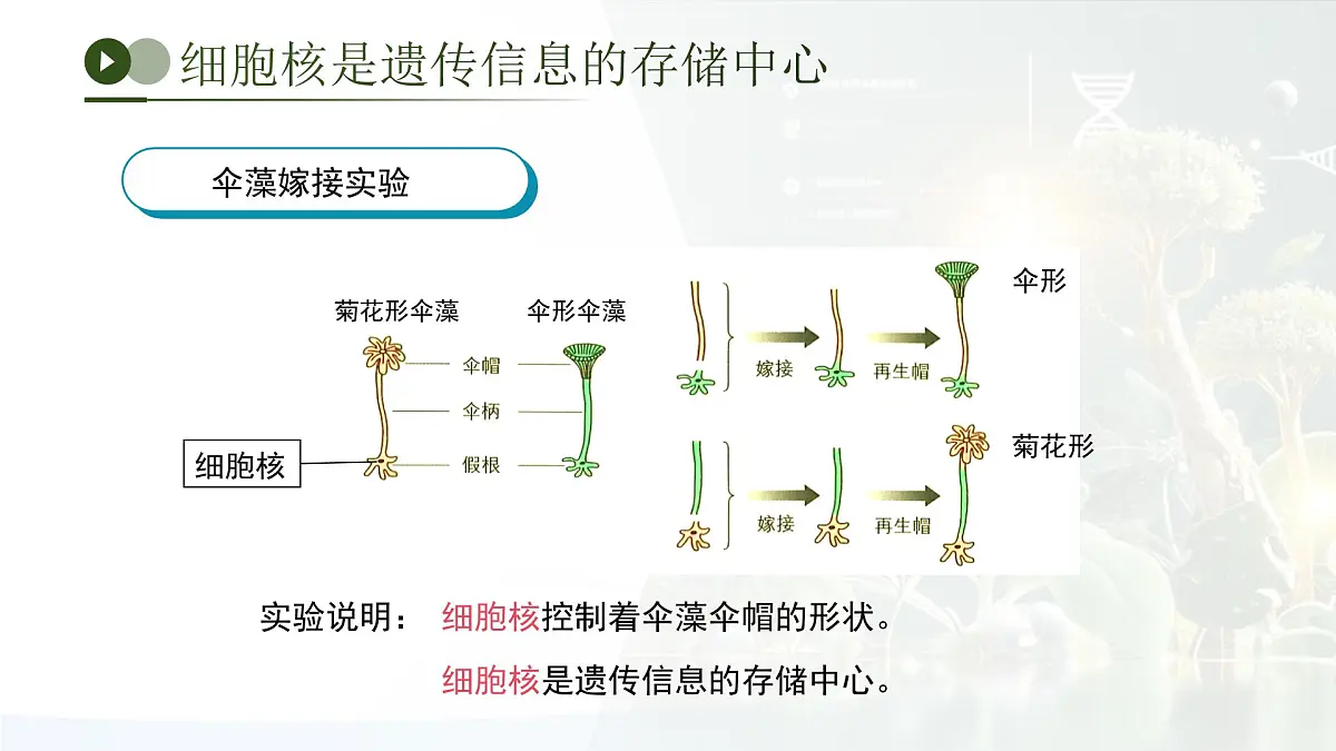 第四单元第三章 遗传信息控制生物性状 章末复习课件 生物济南版（2024）七年级下册第6页