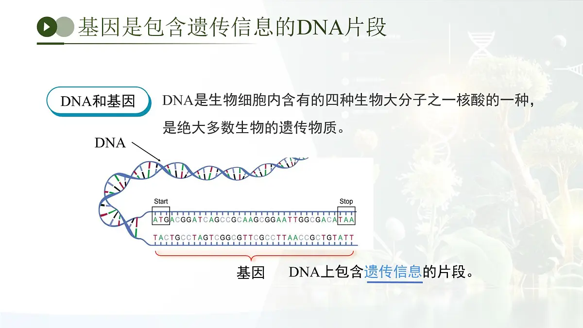 第四单元第三章 遗传信息控制生物性状 章末复习课件 生物济南版（2024）七年级下册第8页