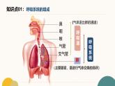初中  生物  冀少版（2024）  七年級(jí)下冊(cè)3.3 呼吸系統(tǒng)與氣體交換 復(fù)習(xí)課件
