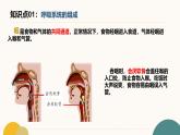 初中  生物  冀少版（2024）  七年級(jí)下冊(cè)3.3 呼吸系統(tǒng)與氣體交換 復(fù)習(xí)課件