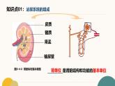 初中  生物  冀少版（2024）  七年級下冊3.4 泌尿系統(tǒng)與廢物排出 復(fù)習(xí)課件
