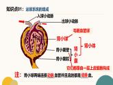 初中  生物  冀少版（2024）  七年級下冊3.4 泌尿系統(tǒng)與廢物排出 復(fù)習(xí)課件