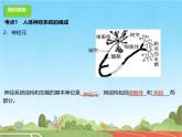 初中  生物  冀少版（2024）  七年級(jí)下冊(cè)3.5 人體生命活動(dòng)的調(diào)節(jié) 復(fù)習(xí)課件（一）
