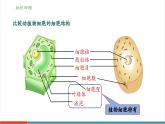 【新教材核心素養(yǎng)】冀少版版生物七年級(jí)上冊(cè)1.1.4《細(xì)胞的生命活動(dòng)》（教學(xué)課件+教學(xué)設(shè)計(jì)）