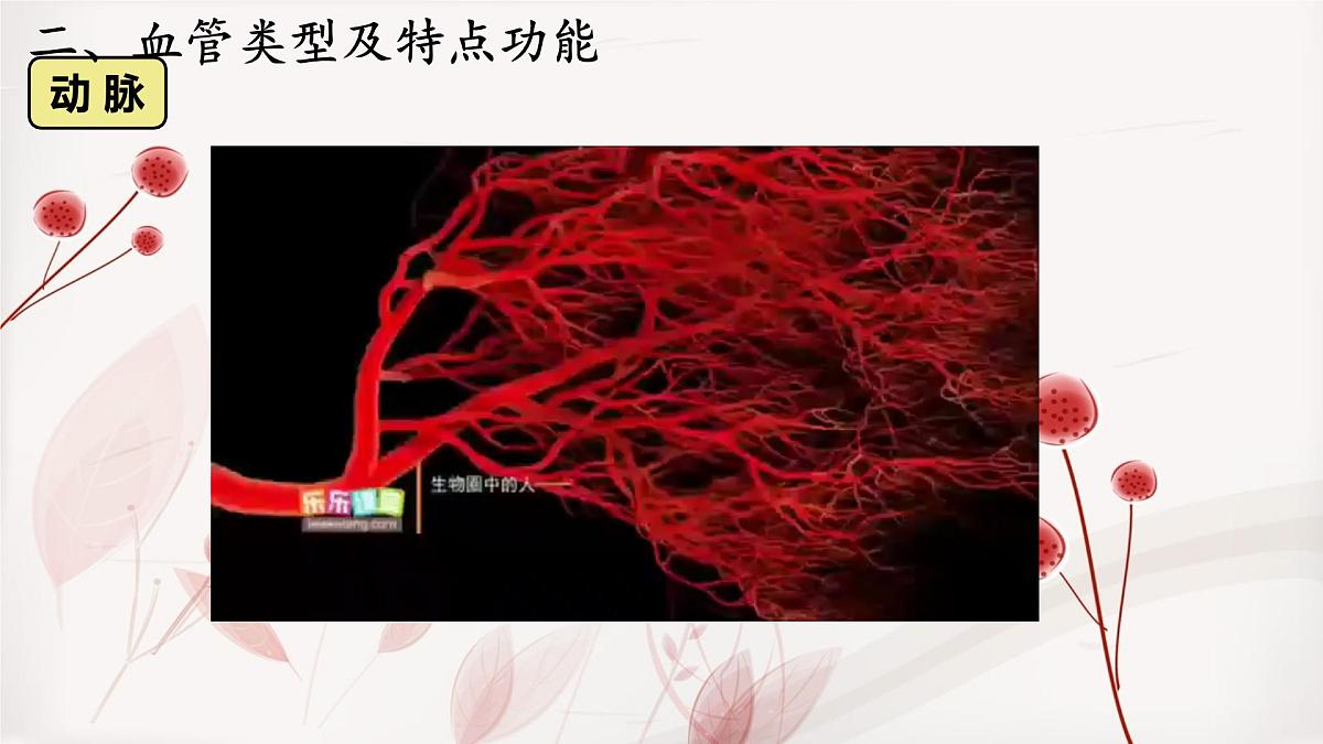 人教版初中生物七下4.4.2 血流的管道──血管课件第7页