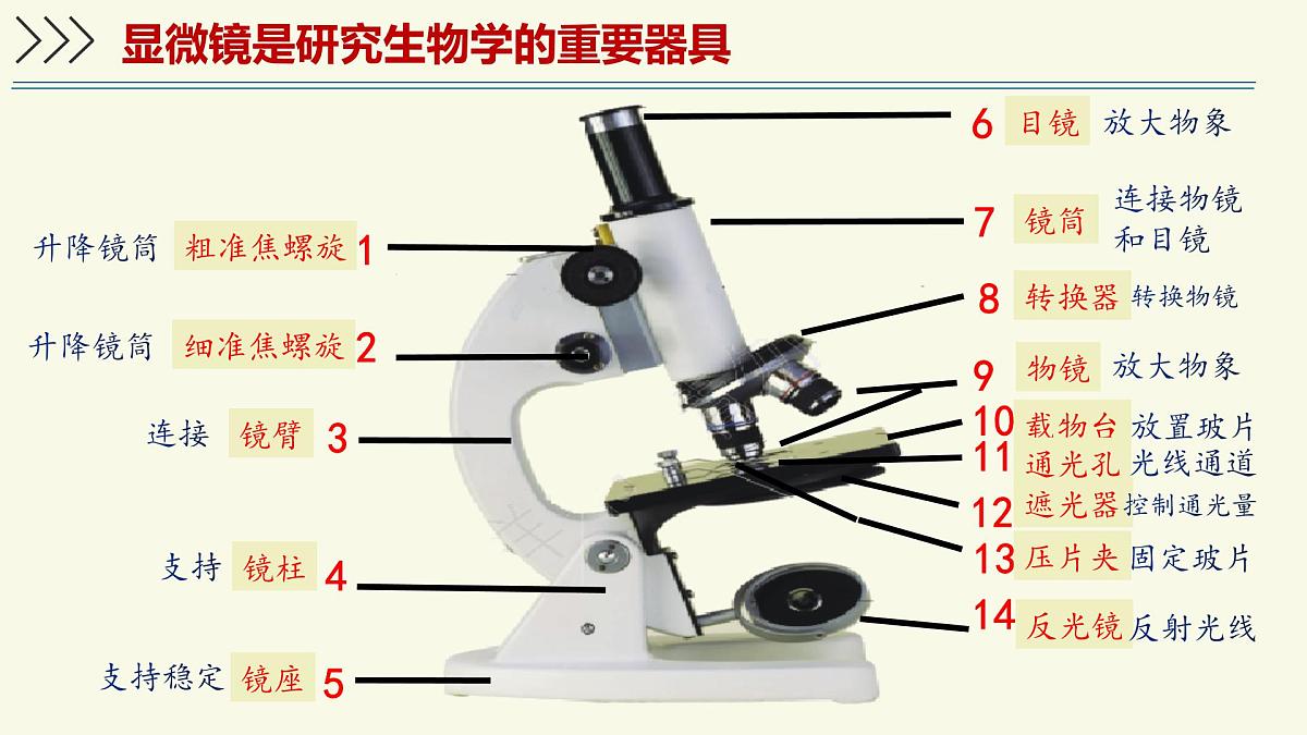 1.1.3研究生物学需要特定的器具-第1课时——初中生物学济南版（2024）七年级上册教学课件第5页