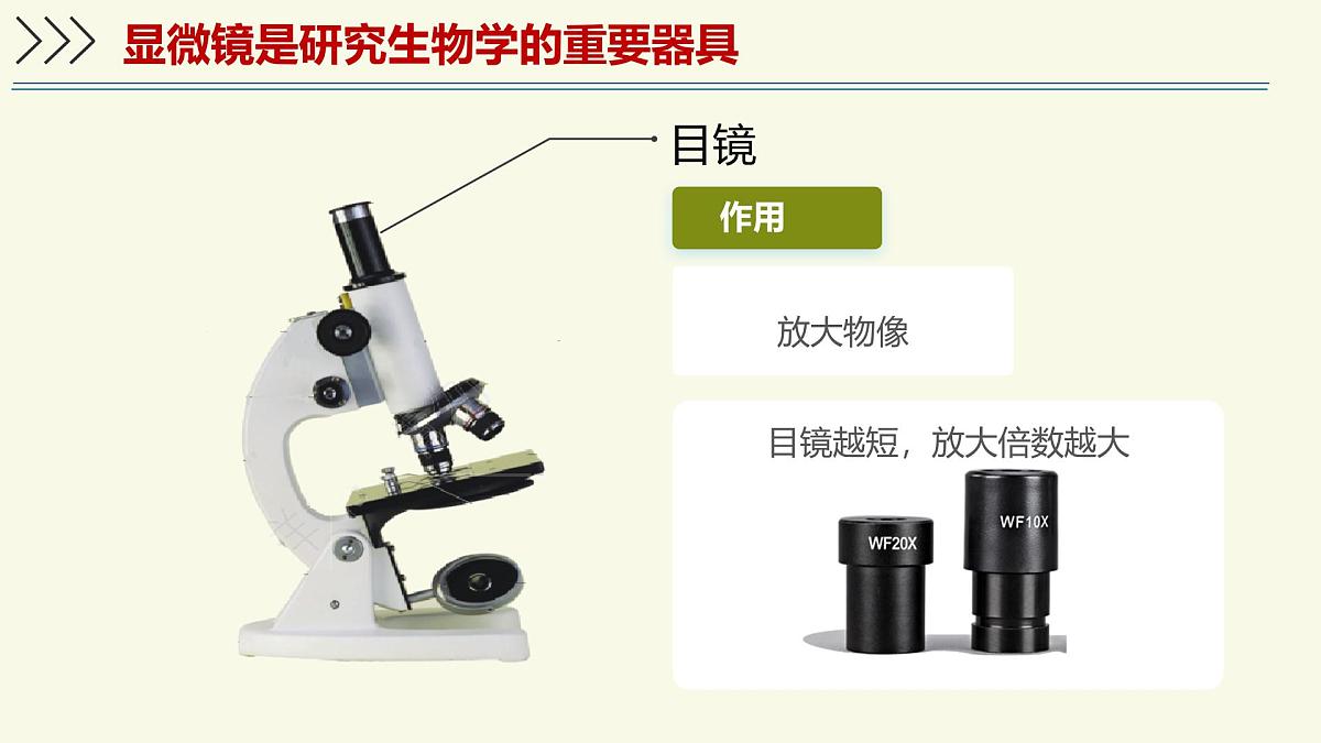 1.1.3研究生物学需要特定的器具-第1课时——初中生物学济南版（2024）七年级上册教学课件第6页