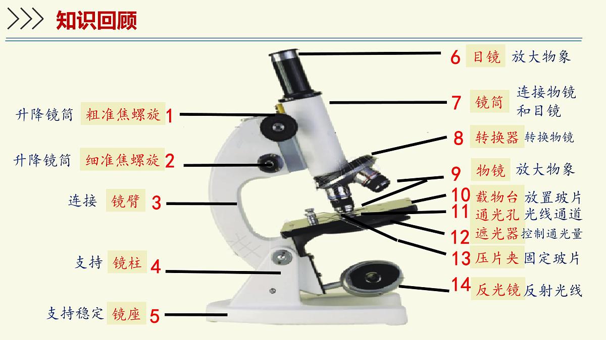 1.1.3研究生物学需要特定的器具-第2课时——初中生物学济南版（2024）七年级上册教学课件第3页