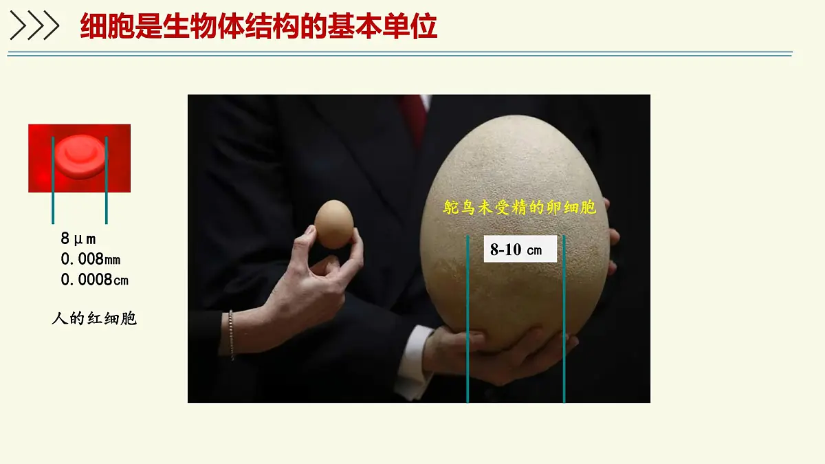 1.2.1细胞是生物体结构和功能的基本单位-第1课时（教学课件）——初中生物学济南版（2024）七年级上册第4页