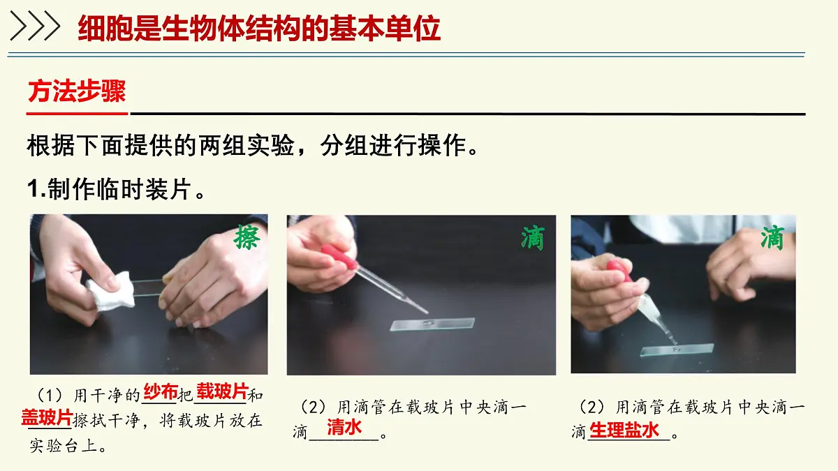 1.2.1细胞是生物体结构和功能的基本单位-第1课时（教学课件）——初中生物学济南版（2024）七年级上册第6页